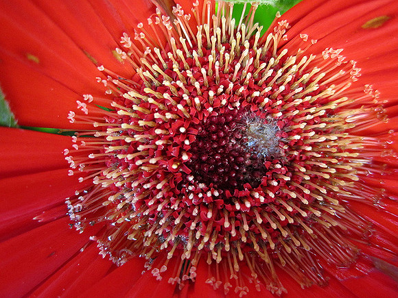 flower82aa_hr