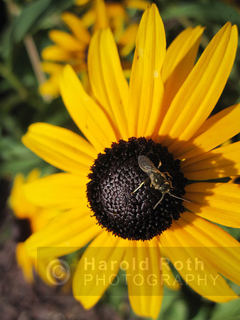 blacke_eyed_susan_bug01_hr
