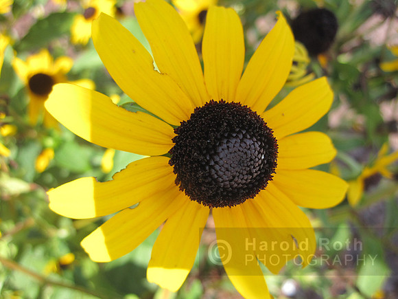 blacke_eyed_susan01_hr