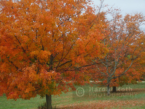 tree_autumn_leaves