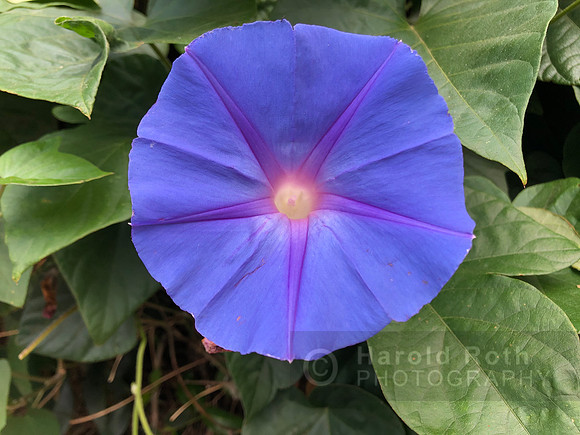 blue_flower_5724