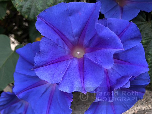blue_flower_5727