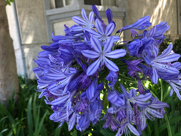 blue_flower_6326