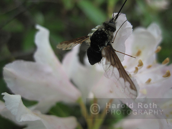 bug02_hr