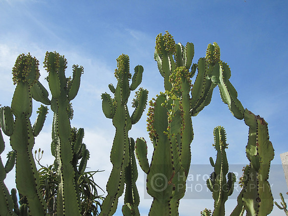 cactus_getty03_hr