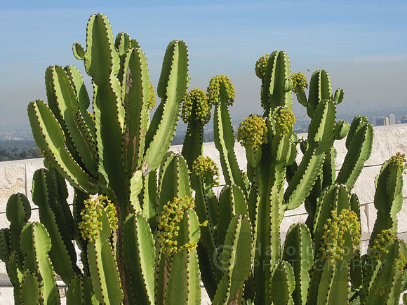cactus_getty02_hr