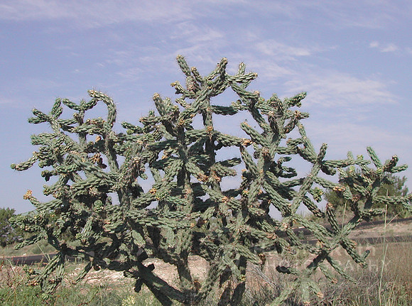 cactus01_hr