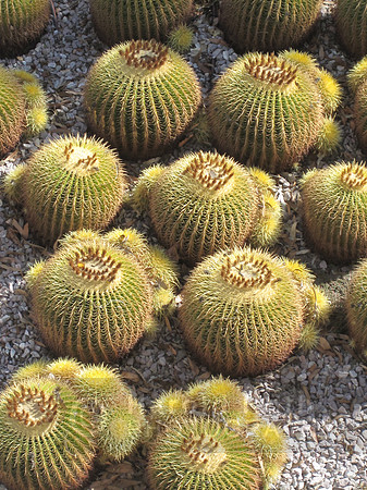 cactus_getty04_hr