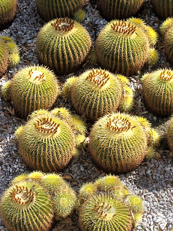 cactus_getty01_hr
