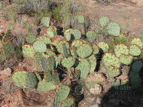 cactus02_hr