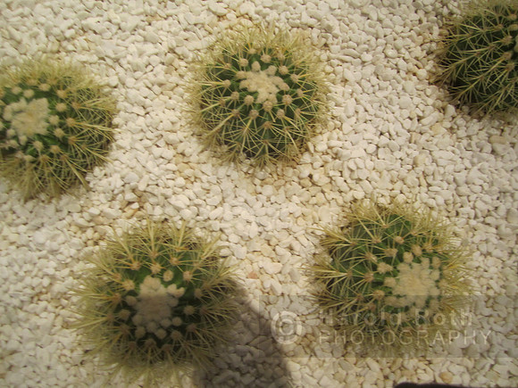 cactus02