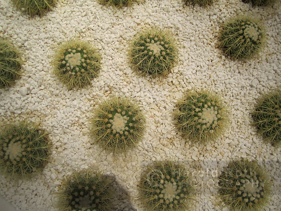 cactus01
