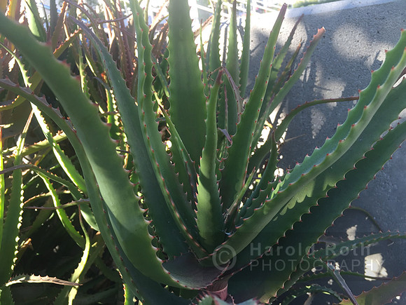 cactus04