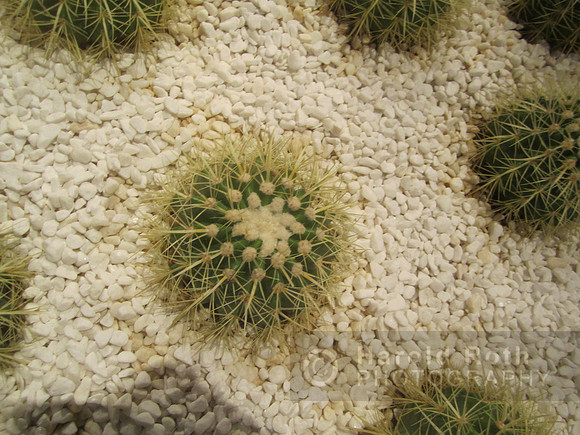 cactus03