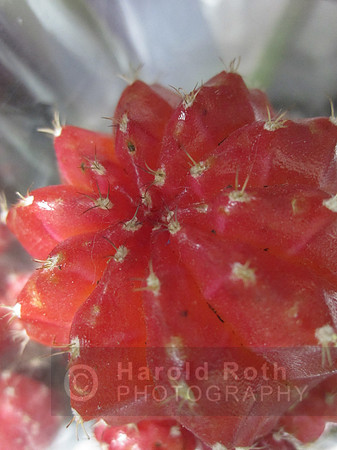 cactus03_hr