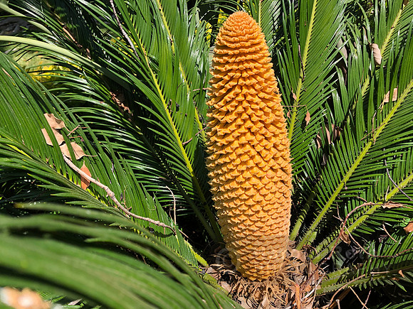 cone_6330