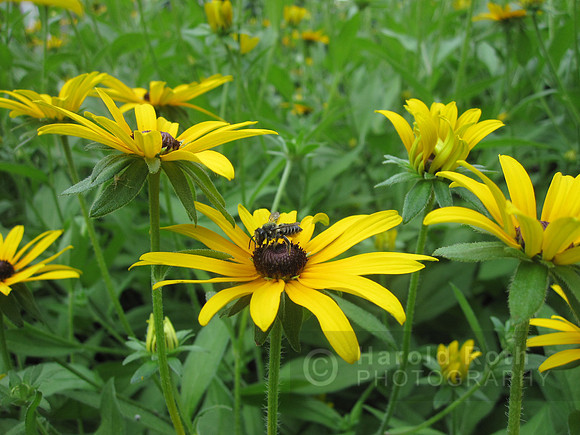 daisey_bug01_hr