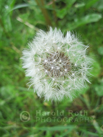 dandilion01_hr