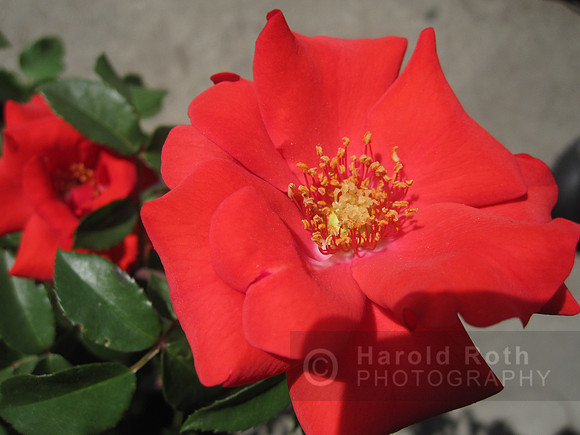 flower01_hr