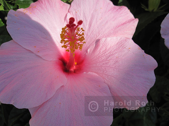 flower02_hr