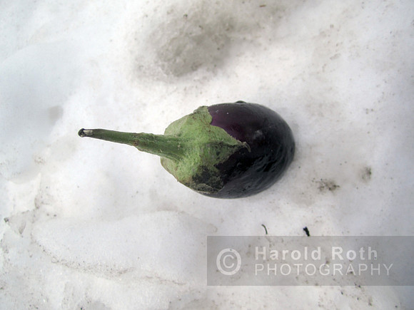 eggplant_3493