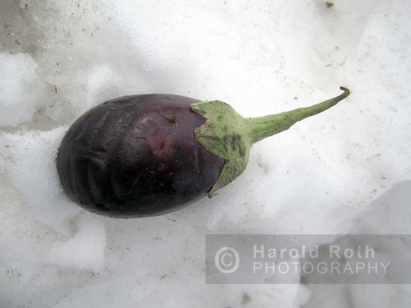 eggplant_3495