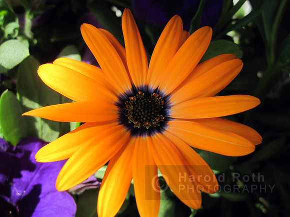 flower03_hr