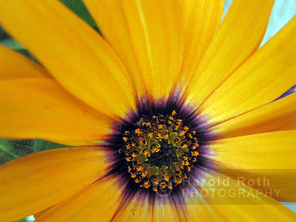 flower04_hr