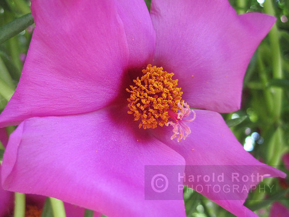 flower05_hr
