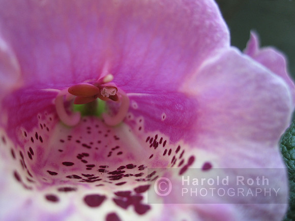 flower07_hr