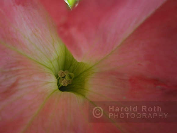 flower08_hr