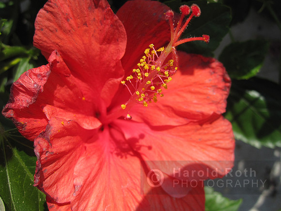 flower09_hr