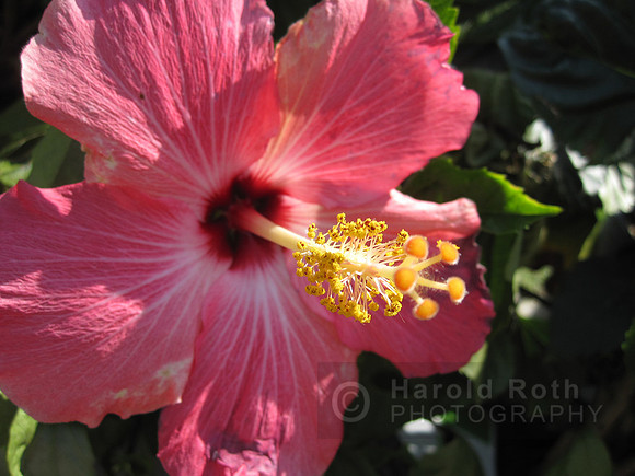 flower10_hr