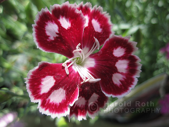 flower11_hr