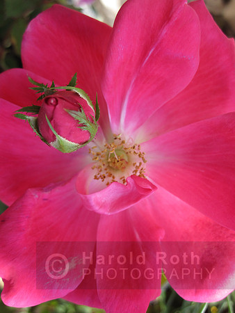 flower12_hr
