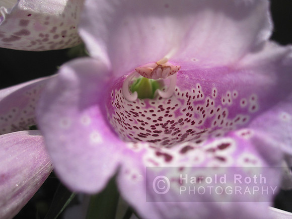 flower13_hr
