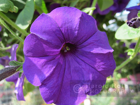 flower14_hr