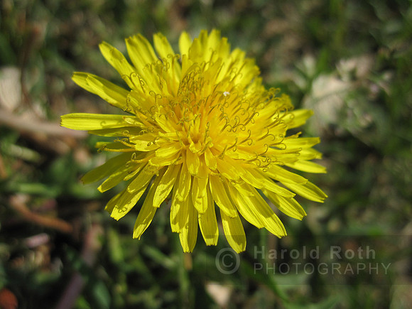 flower17_hr