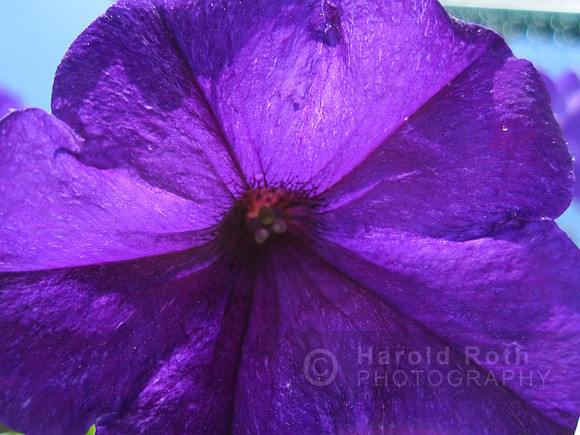 flower15_hr