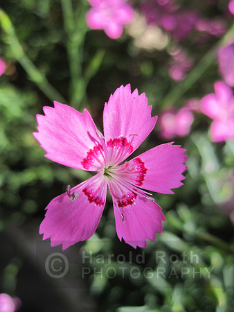 flower16_hr