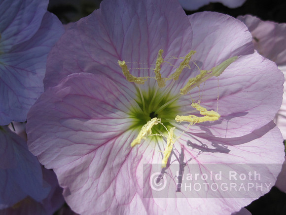 flower18_hr