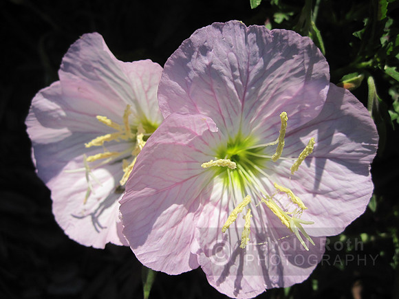 flower19_hr