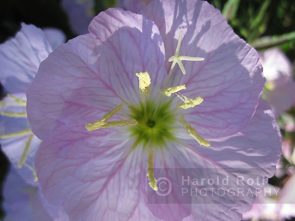 flower20_hr
