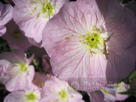 flower21_hr