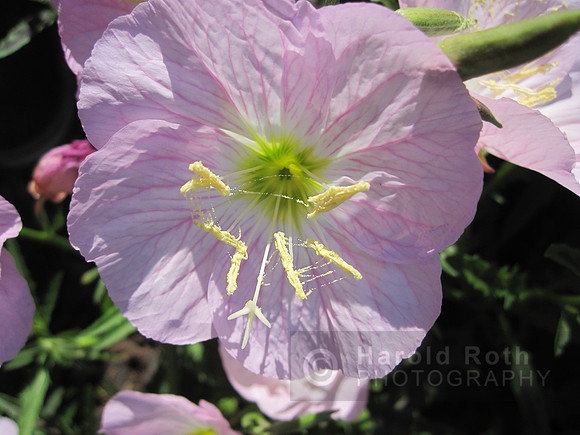 flower22_hr