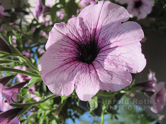 flower23_hr