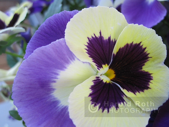 flower24_hr