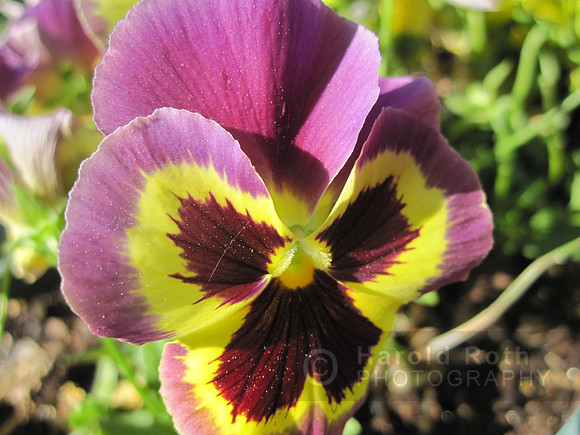 flower25_hr