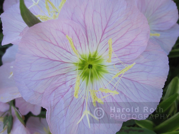 flower27_hr