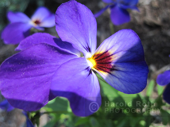 flower28_hr